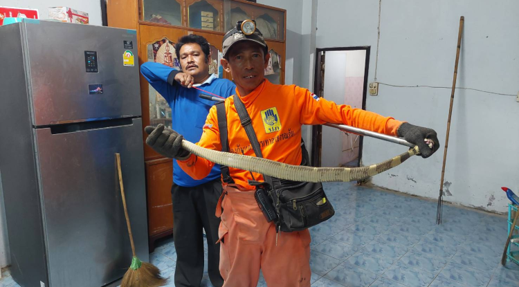 วันที่ 15 พฤศจิกายน 2566 นายชัยรัตน์ กิตติหิรัญวัฒน์ นายกเทศมนตรีตำบลตลาดแค มอบหมายให้เจ้าหน้าที่เทศบาลตำบลตลาดแค  ดำเนินการจับสัตว์มีพิษ บ้านนายประคอง มุกดา ชุมชนตลาดแคตะวันออกฝั่งใต้ หมู่ 15 อำเภอโนนสูง จังหวัดนครราชสีมา