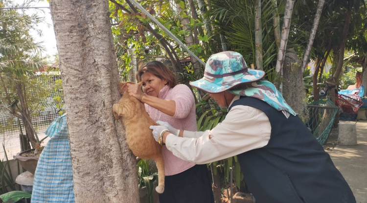 วันที่ 20 มีนาคม 2568 นายชัยรัตน์ กิตติหิรัญวัฒน์ นายกเทศมนตรีตำบลตลาดแค มอบหมายให้เจ้าหน้าที่เทศบาลตำบลตลาดแคร่วมกับอาสาสมัครปศุสัตว์ชุมชน ลงพื้นที่ฉีดซีนป้องกันพิษสุนัขบ้า ตามโครงการสัตว์ปลอดโรค คนปลอดภัย จากโรคพิษสุนัขบ้า  ตามพระปณิธานของ ศาสตราจารย์ ดร.สมเด็จพระเจ้าลูกเธอ เจ้าฟ้าจุฬาภรณ์วลัยลักษณ์ อัครราชกุมารี กรมพระศรีสวางควัฒน วรขัตติยราชนารี ประจำปีงบประมาณ 2568 